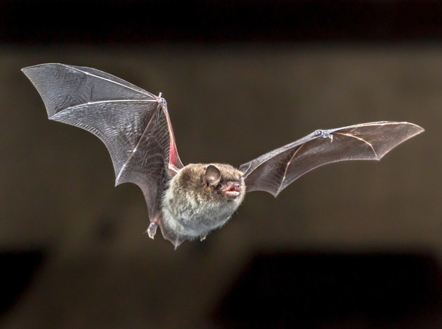 flying bat