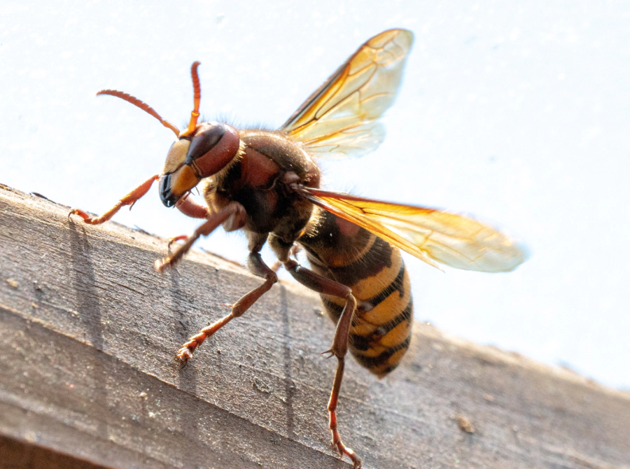 hornet on wood surface