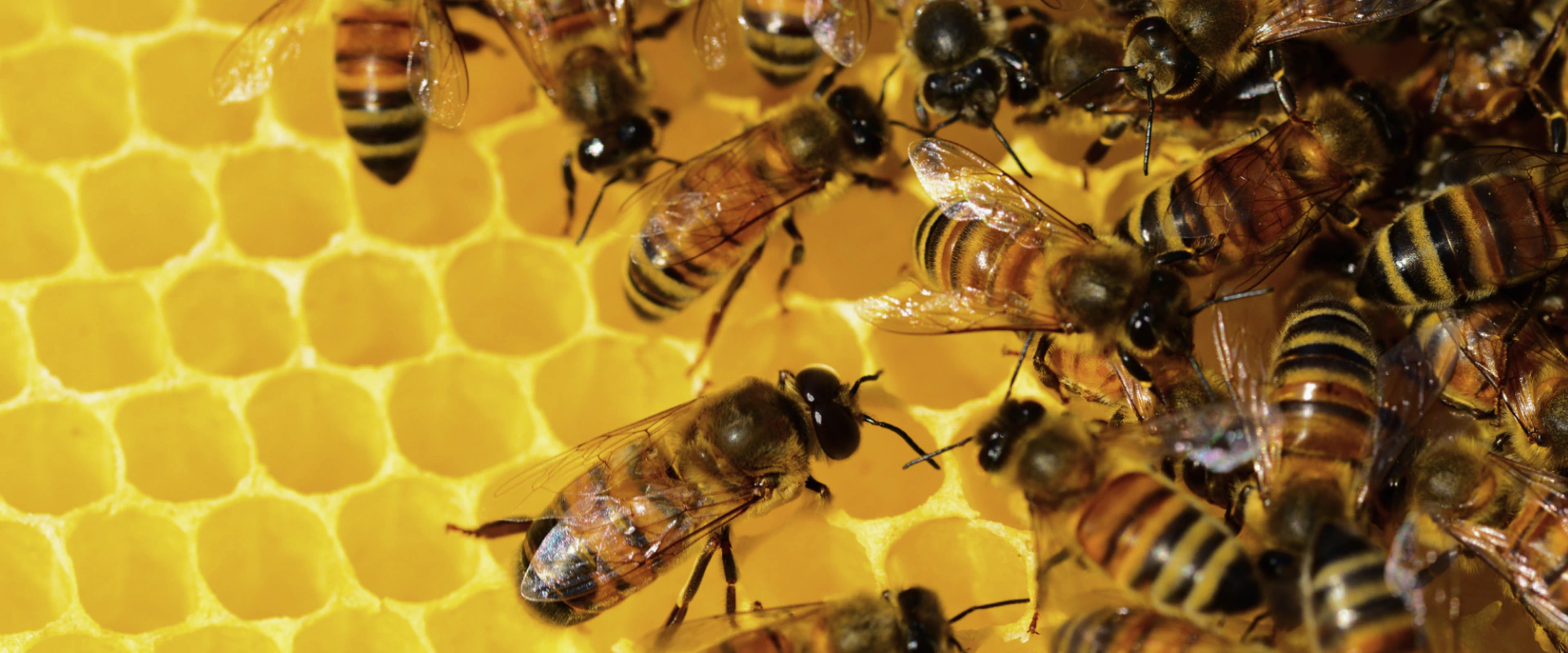 pest control services