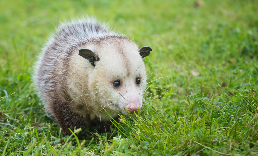 possum