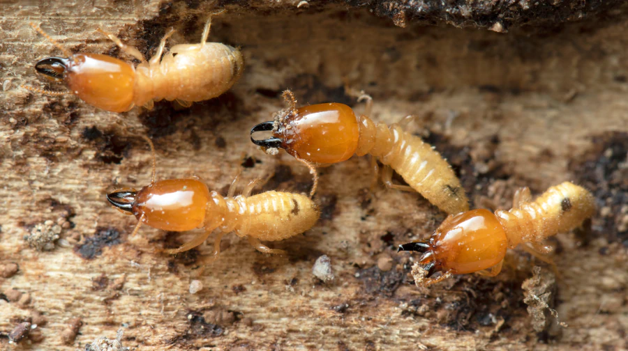 close up shot termites