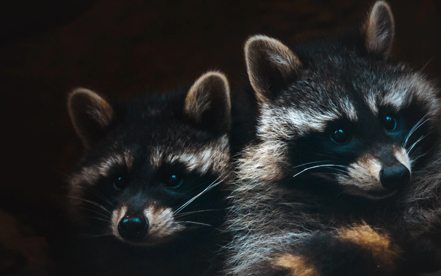 close up shot two raccoons